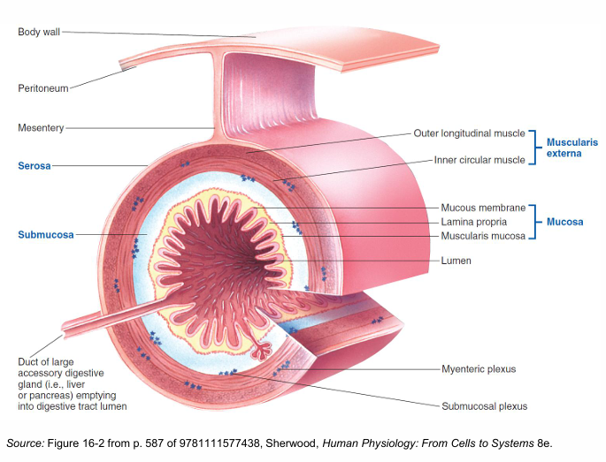 <ul><li><p>mucosa</p></li><li><p>submucosa</p></li><li><p>muscularis externa</p></li><li><p>serosa</p></li></ul><p></p>