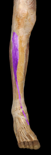 <p>ankle dorsiflexion, foot inversion</p>