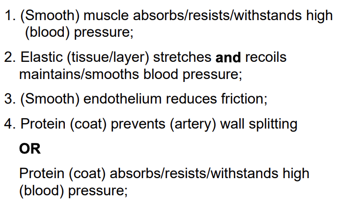<ul><li><p>muscle withstands high pressure and control blood flow</p></li><li><p>elastic stretches and recoils to maintain blood pressure</p></li><li><p>smooth endothelium reduces friction</p></li><li><p>protein coat withstands high pressure</p></li></ul><p></p>