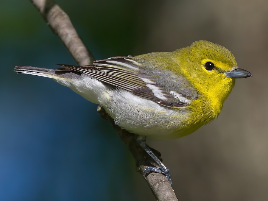 <p>Passeriformes</p>