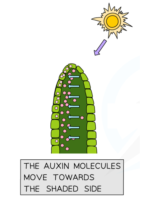 <ul><li><p>Light causes the auxin to move to the<strong> non-illuminated side</strong> of the shoot tip</p></li><li><p>This means there is now an<strong> uneven distribution</strong> of auxin (there is a higher concentration of auxin on the non-illuminated side)</p></li></ul><p></p>