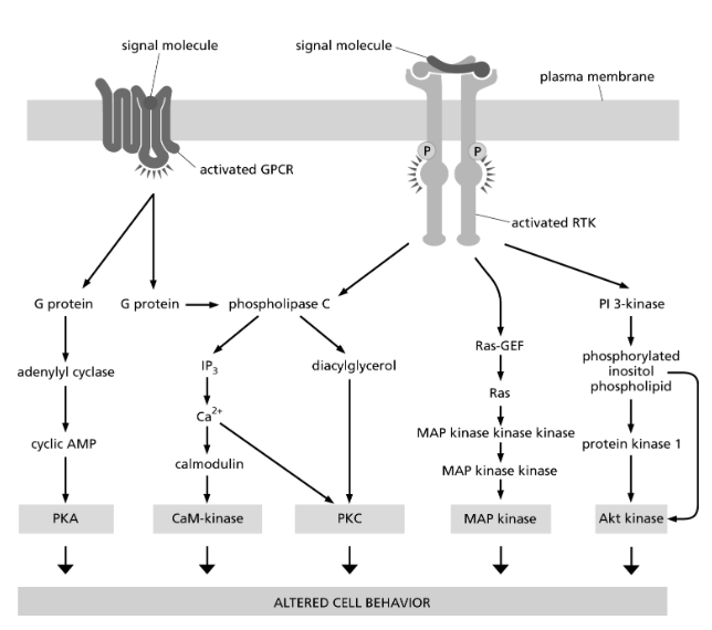 <p><span><strong>Figure 16-9 shows that intracellular signaling pathways can be highly interconnected.</strong></span></p><p><span><strong>From the information in Figure 16-9, which of the following statements is FALSE?</strong></span></p><p></p>