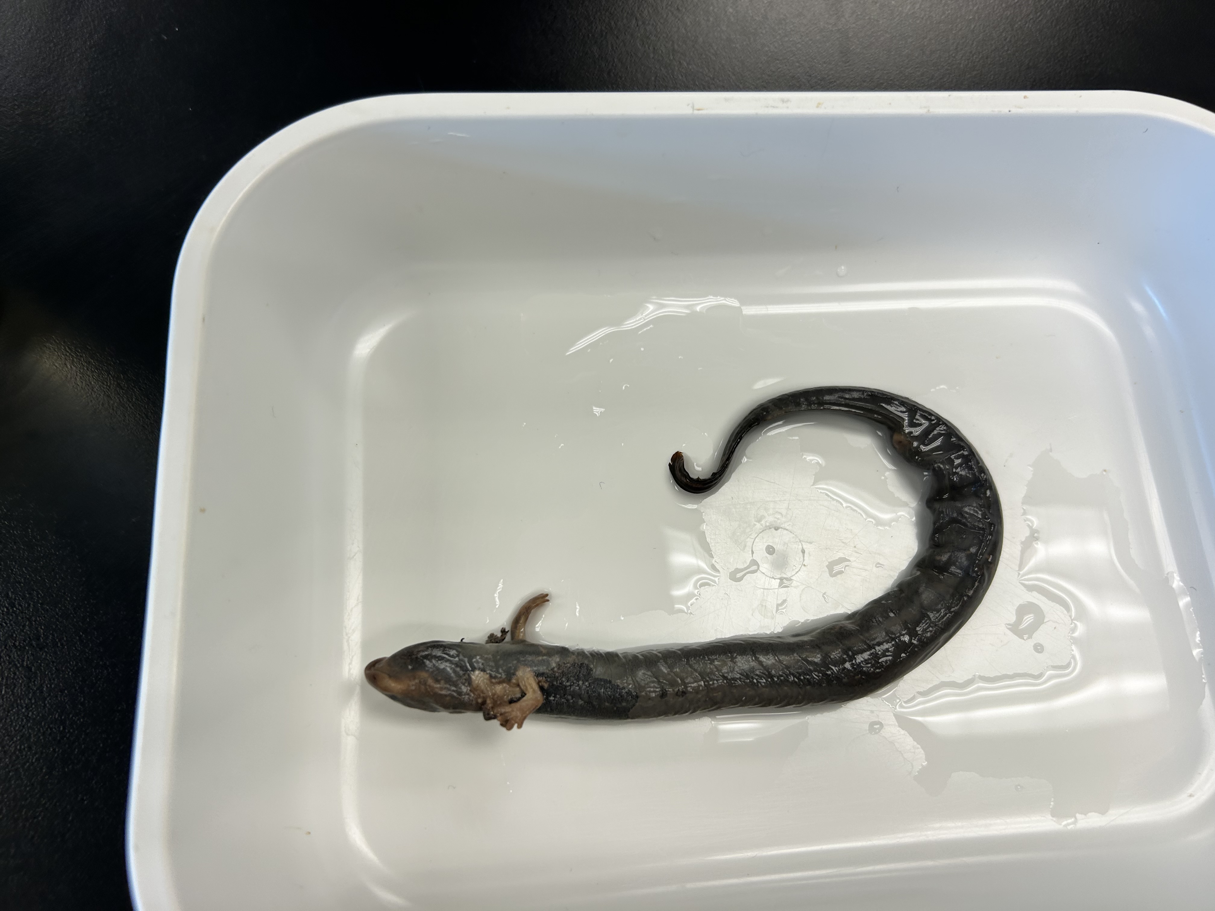 <p><35 coastal grooves</p><p>-1/4 tail, ¾ body</p><p>-rounded tail tip</p>