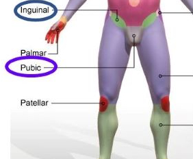 <p>the genital region</p>