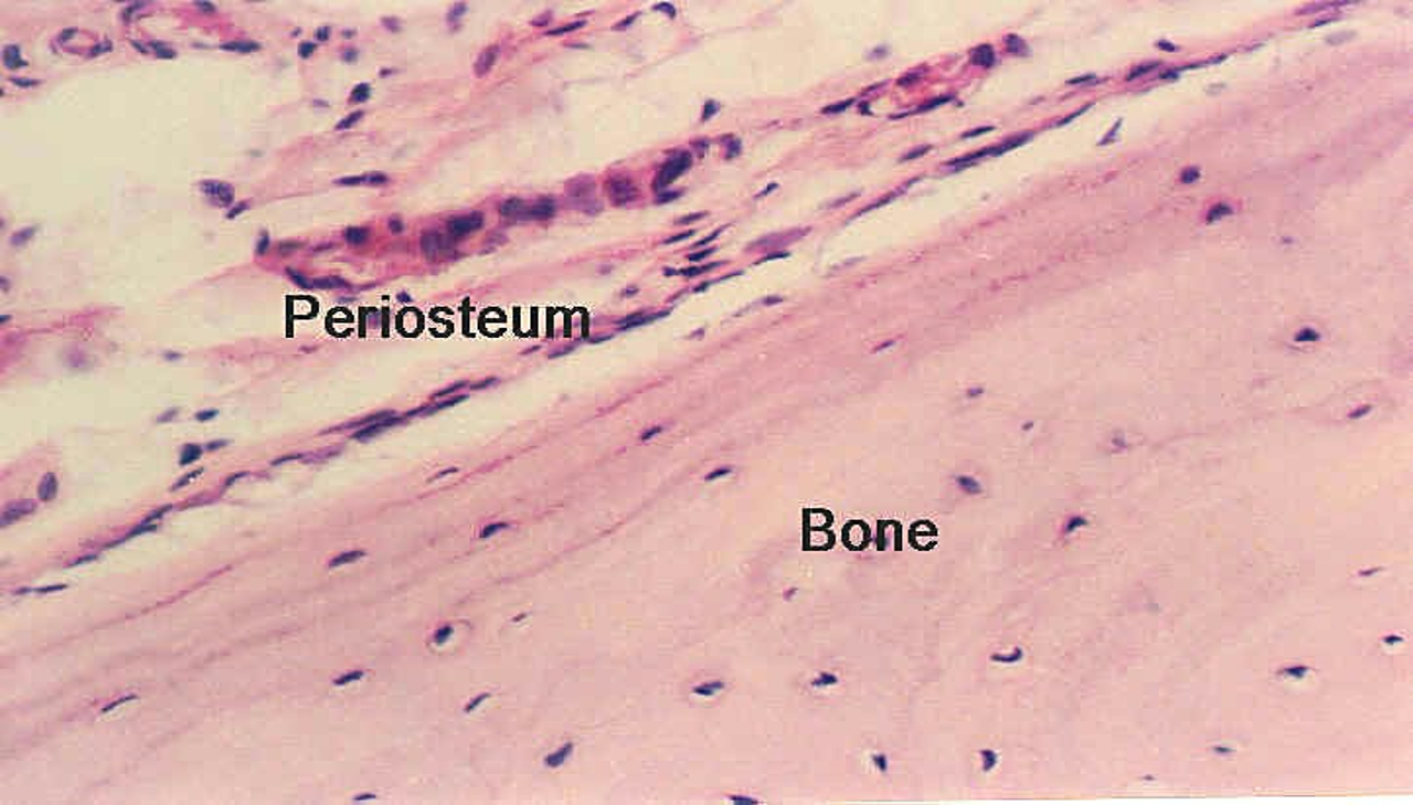 <p>Periosteum</p>