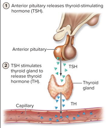 <p>release of one hormone causes the release of a different hormone</p>
