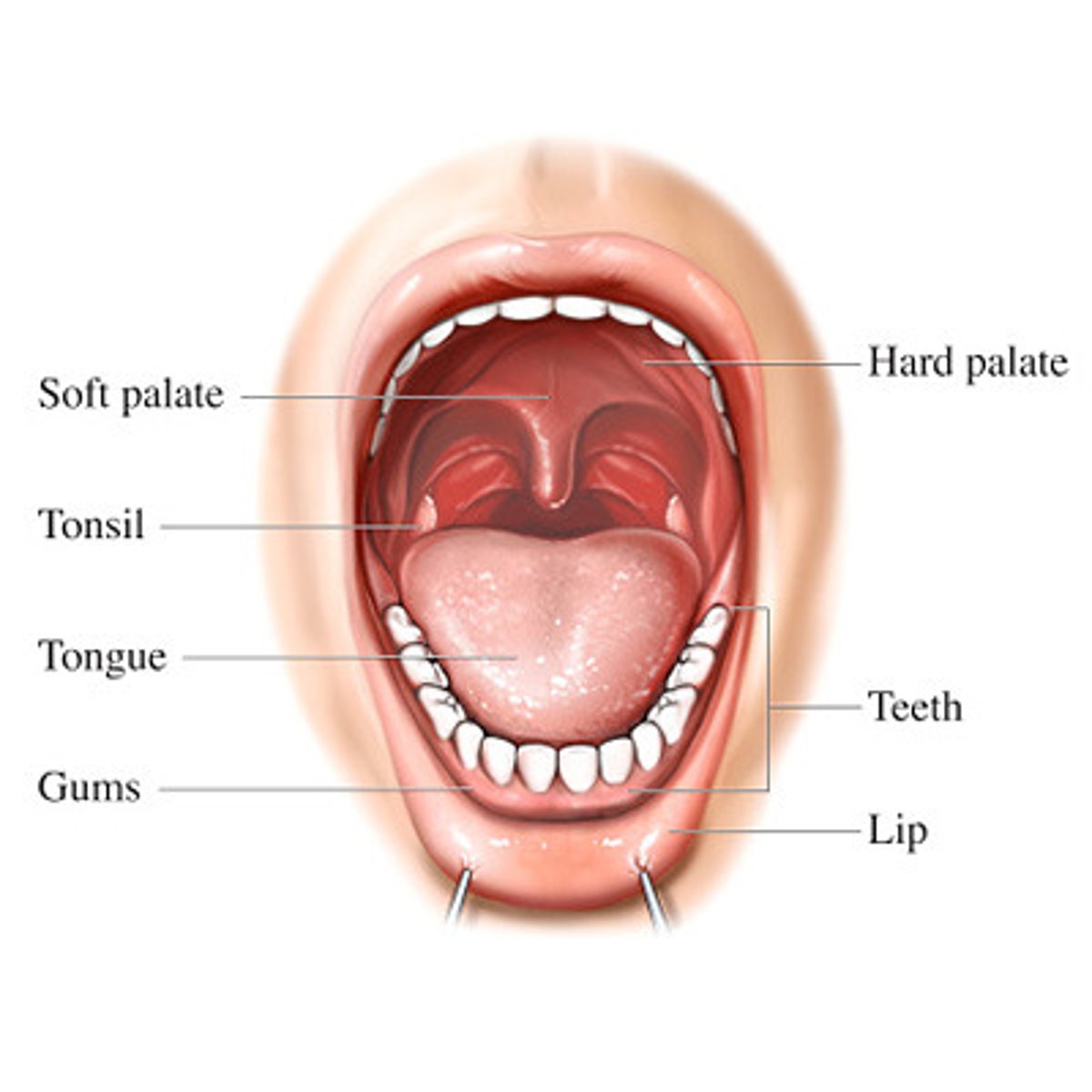<p>oral</p>