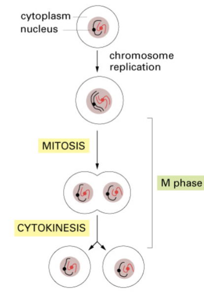 <ul><li><p>Process of nuclear division (karyokinesis) / cell division that produces two genetically identical daughter cells from one original parental cell</p></li><li><p>Is precisely controlled to prevent either an excess of an insufficient # of cells</p></li><li><p>Replicated DNA molecules of each chromosome are faithfully partitioned into 2 nuclei</p></li><li><p>Usually accompanied by cytokinesis → dividing cell splits into 2</p></li><li><p>Maintains chromosome number & is necessary to generate new cells for organism growth, maintenance, and repair</p></li><li><p>Happens in diploid OR haploid cells</p></li><li><p>Usually divided into 5 distinct stages</p></li><li><p>Sex chromosomes do go through this</p></li></ul><p></p>