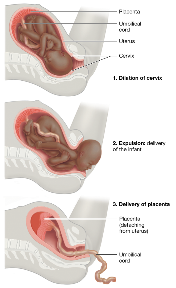 <p>What are the three stages of parturition in humans?</p>