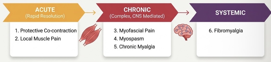 <p>Acute, chronic, systemic </p><p>CNS determined how chronic</p><p>If acute not resolved quickly CNS- transforms it into chronic- harder to treat </p>