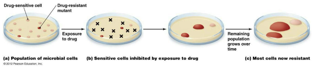 <ul><li><p>Adaptation to selective pressures drives genetic change in microbes.</p></li><li><p>Drug resistance genetic changes are negative.</p><ul><li><p>The CDC estimates 2 million people contact bacterial infections in hospitals yearly.</p><ul><li><p>Of these, approximately 23,000 die.</p></li></ul></li><li><p>About 70% of the bacterial pathogens causing these infections show resistance to at least one antibacterial drug.</p></li></ul></li></ul><p></p>