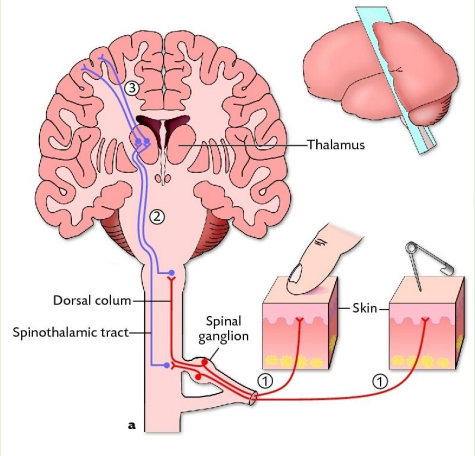 <p>spinothalamic patway cont</p>