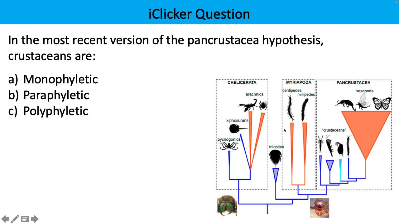<p>In the most recent version of the pancrustacea hypothesis, crustaceans are:</p>