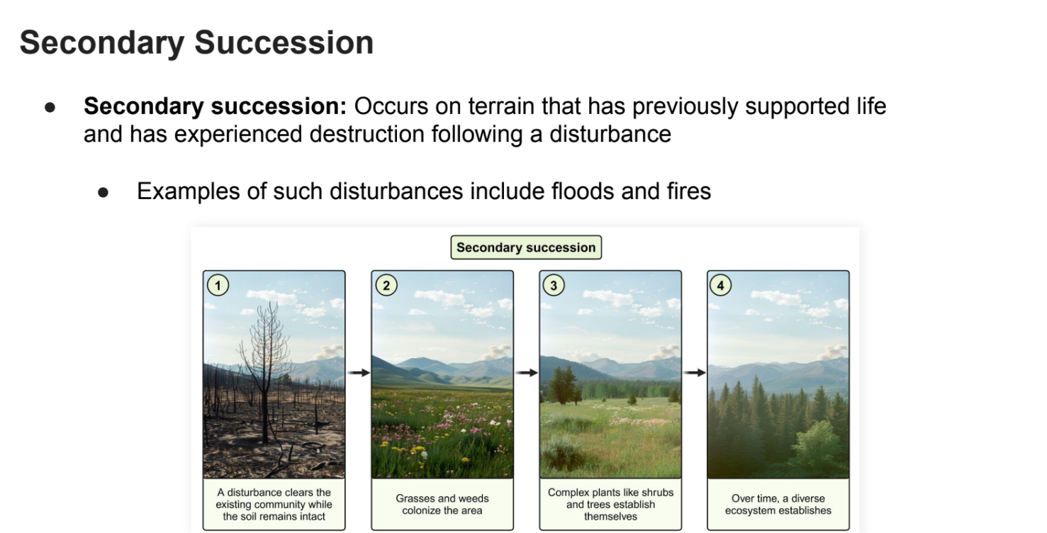 <p>Occurs on terrain that has <strong>previously supported life </strong>and has experienced <strong>destruction </strong>following a disturbance</p><ul><li><p>Examples of such disturbances include <strong>floods and fires.</strong></p></li></ul><p></p>