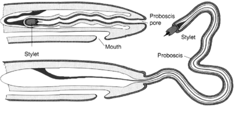 <p><span style="background-color: transparent;"><em><span>Nemertes </span></em><span>refers to the sharp aim of the ________</span></span></p>
