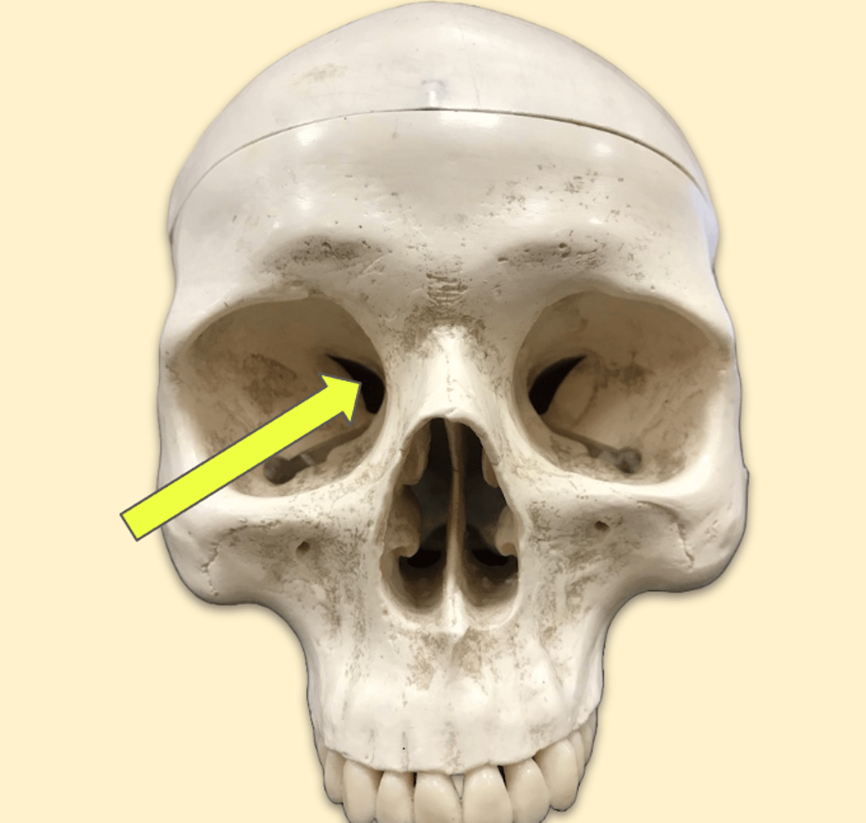 knowt flashcard image
