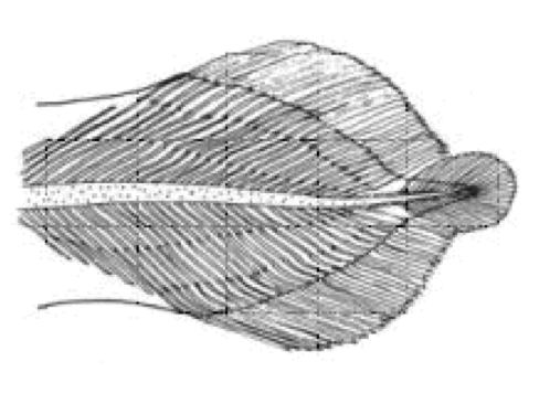 <p>Symmetrical, pointed tail with the vertebral column running straight to the tip.</p>