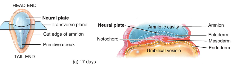 <ul><li><p>induction → process whereby the inducing tissue stimulates development of a responding tissue to develop into a specific structure (e.g development of…</p><ul><li><p>vertebral bodies</p></li><li><p>neural plate (forms the neural tube))</p></li></ul></li></ul><p></p>