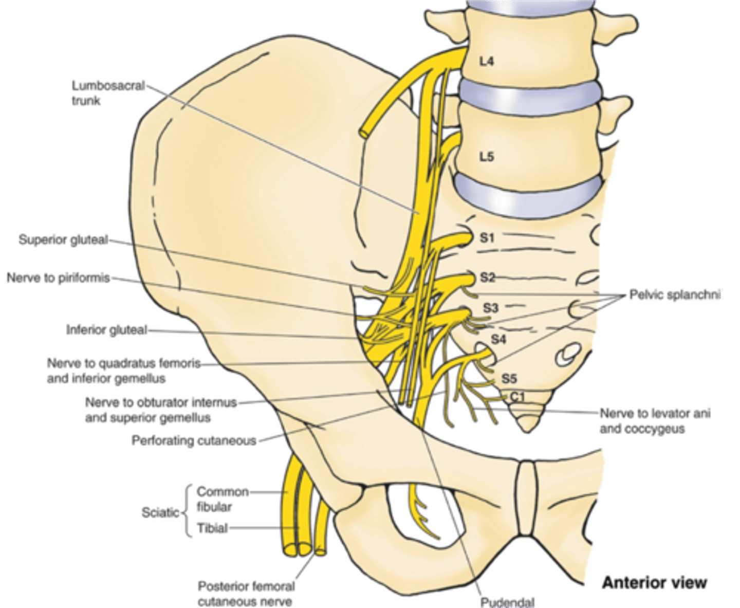 <p>what is the course of the lumbosacral trunk (L4 – L5) of the lumbar plexus?</p>