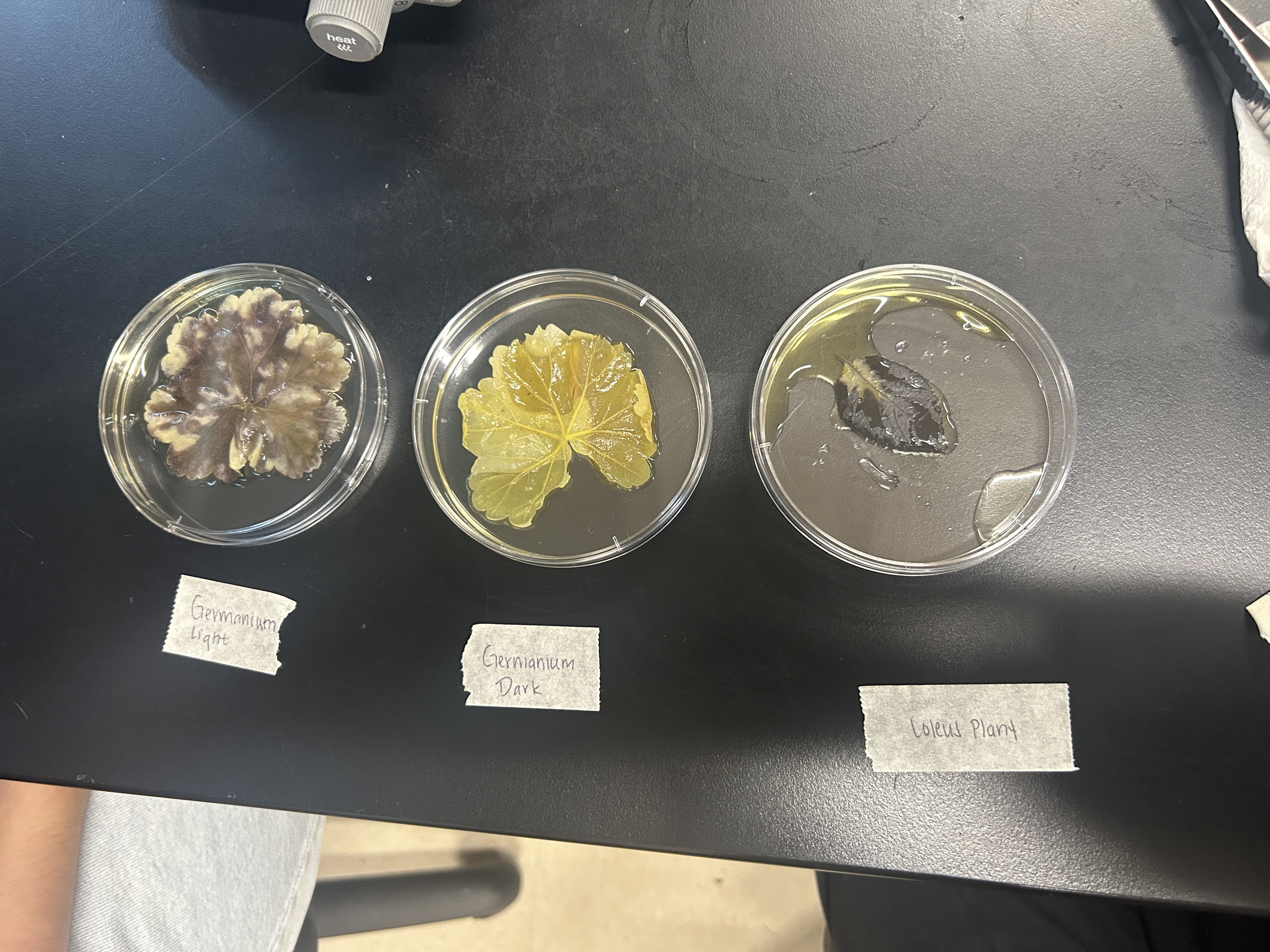 <p>Why did we bleach the leaves?</p>