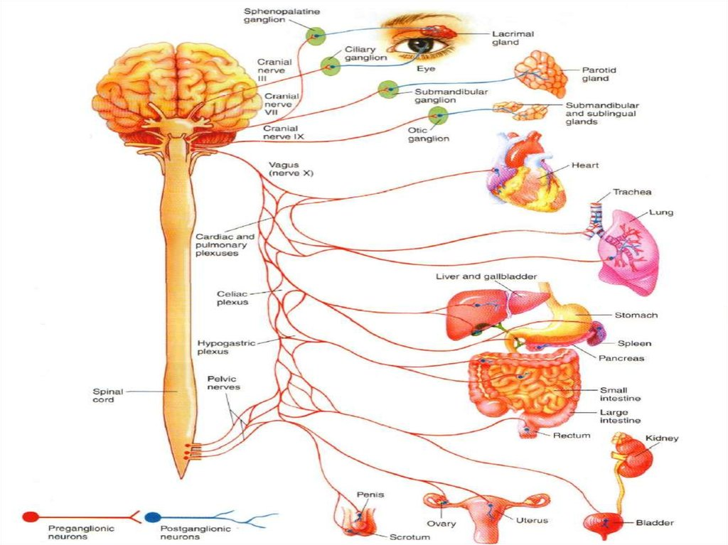 <p>Nerve fibers. Part of the parasympathetic “rest and digest” nervous system, a division of the autonomic system. Pelvic nerves → lower digestive system → urinary system → reproductive system. </p>