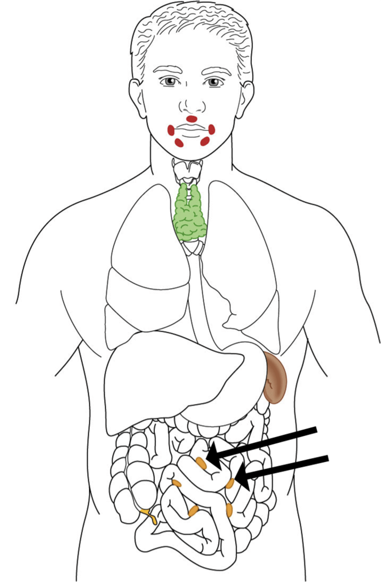 <p>1. Location</p><p>2. structure (jejunum is wider, thicker, redder)</p><p>3. mesenteric vessel arcade (increased in jejunum)</p><p>4. lymphoid tissues (jejunum has fewer peyers patches)</p><p>5. fat deposition (less in jejunum)</p>
