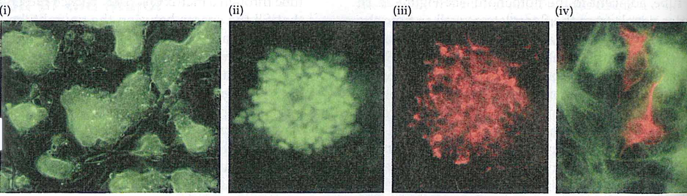 <p>embryonic stem cells stem types</p>