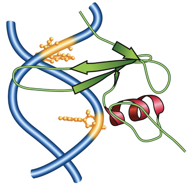 <p>Target: MBD specifically reads 5mC within a CpG context</p><p>Structural fit: the protein uses specific loops that sit against the DNA helix</p><p>Shape complementarity: binding interface is a complementary shape that fits the methy group (yellow bulges) on the dna</p><ul><li><p>allows the protein to bind preferentially only when methylation is present</p></li></ul><p></p>