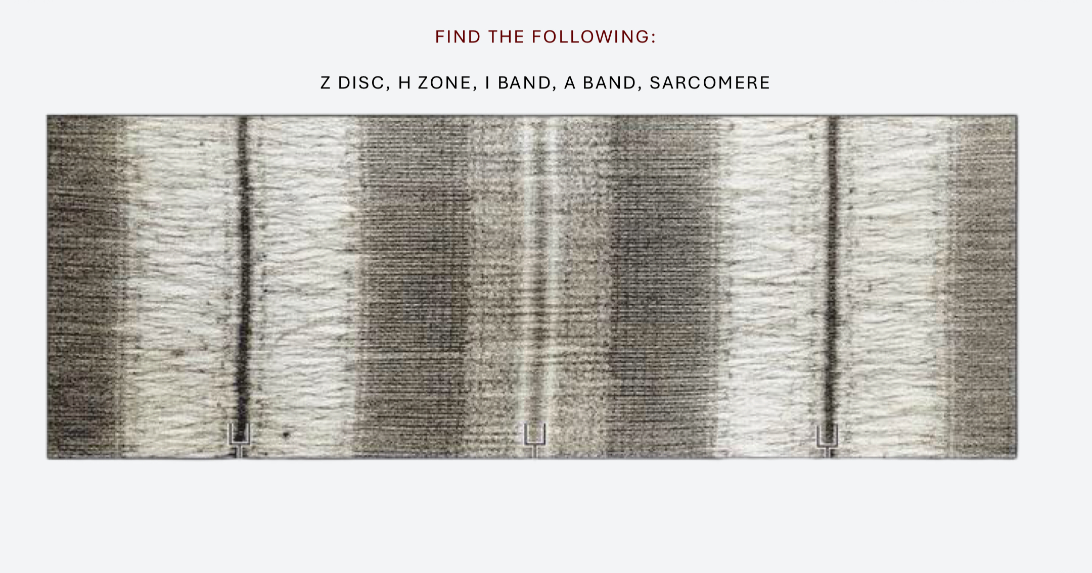<p>label and describe the Z disc, H zone, I band, A band, M line, and sarcomere </p>