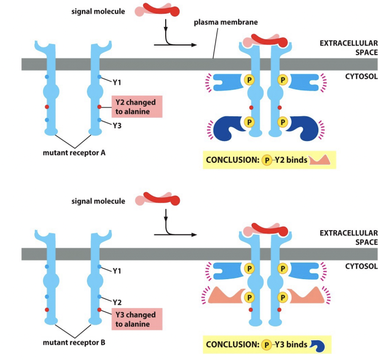 <p>replaced by an alanine which means the mutant receptor no longer binds to one of the intracellular signaling proteins (ex: if Y2 changed to alanine, Y3 can’t bind), which can then determine the effect on the cell’s response to the signal</p>