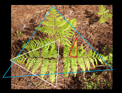 <p>fronds (image; fractal organization of some ferns)</p>