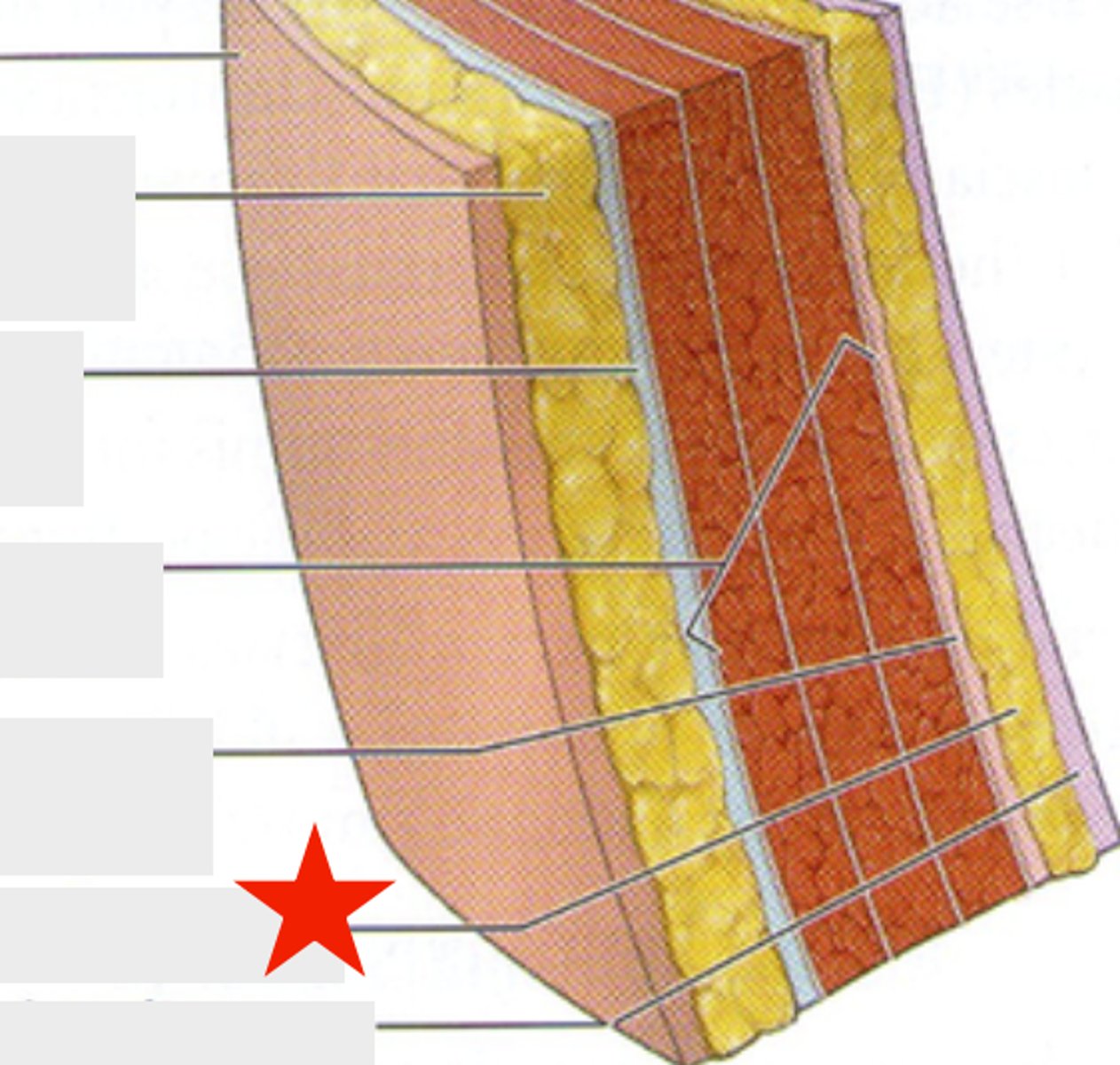 <p>deepest fat layer of the anterior abdomen (deep to transversalis fascia) - can increase in size and contribute to visceral fat collection</p>