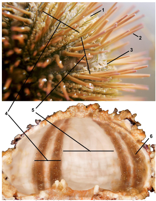 <p>class</p><p>label</p>