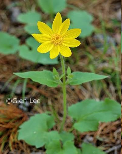 <p><span>A widespread, shade-tolerant perennial wildflower found in mountain and woodland ecosystems</span>. It features bright, daisy-like blossoms with golden yellow centers and 10 to 15 pointed petals. The plant is distinctly recognized by its broad, toothed basal foliage shaped like an arrowhead or inverted triangle, and paired leaves up the stem.</p>