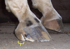 <p>How do you want to treat this hoof wall crack?</p>