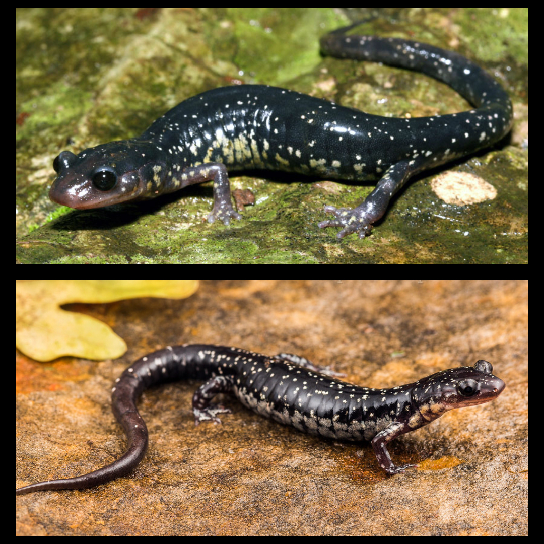 <p>Western Slimy Salamander</p>