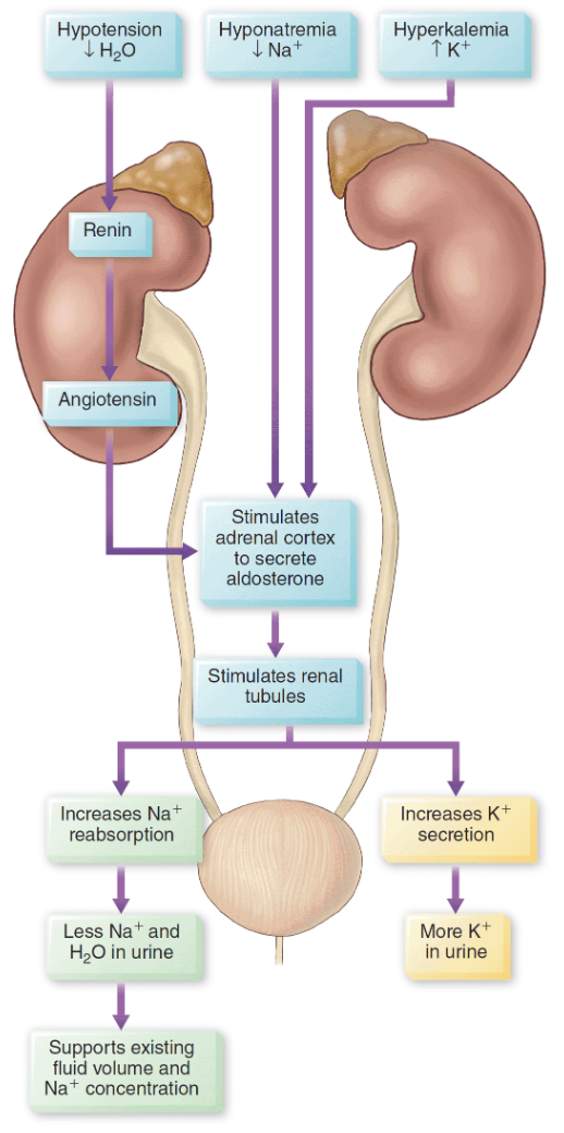 <p><strong>Action of aldosterone secretion</strong></p>