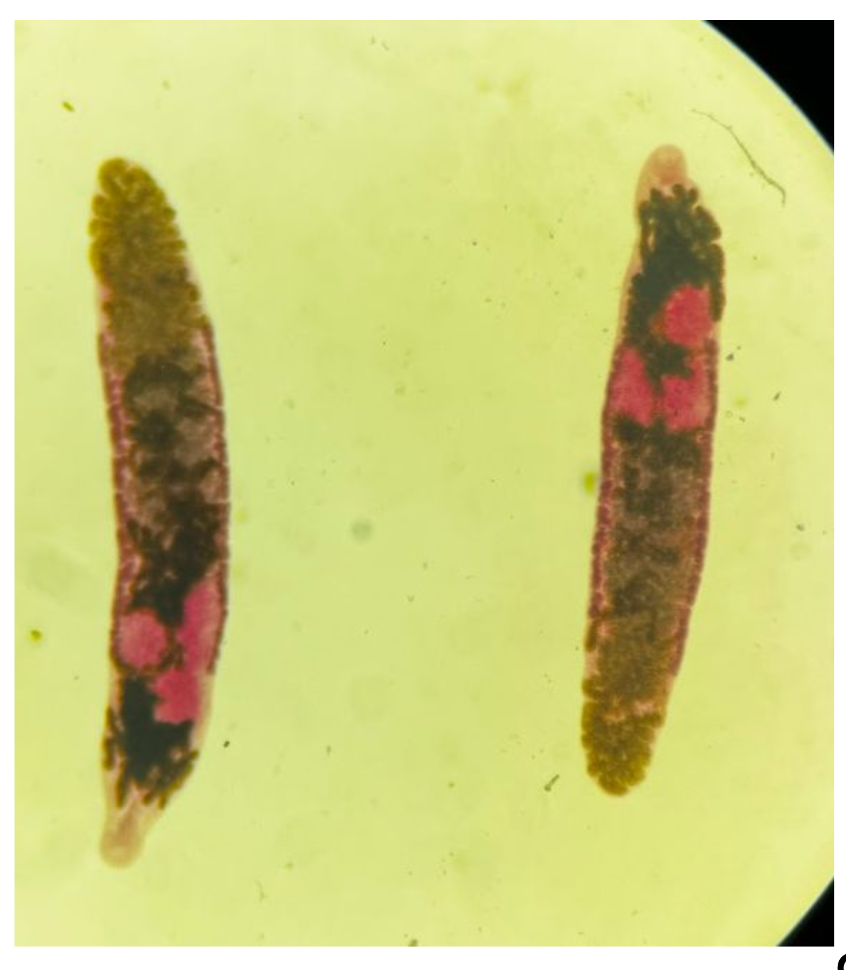 <p>Identification: </p><p>Common name:</p><p>Organ loc:</p><p>Intermediate Host:</p><p>Definitive Host:</p><p>Family:</p>