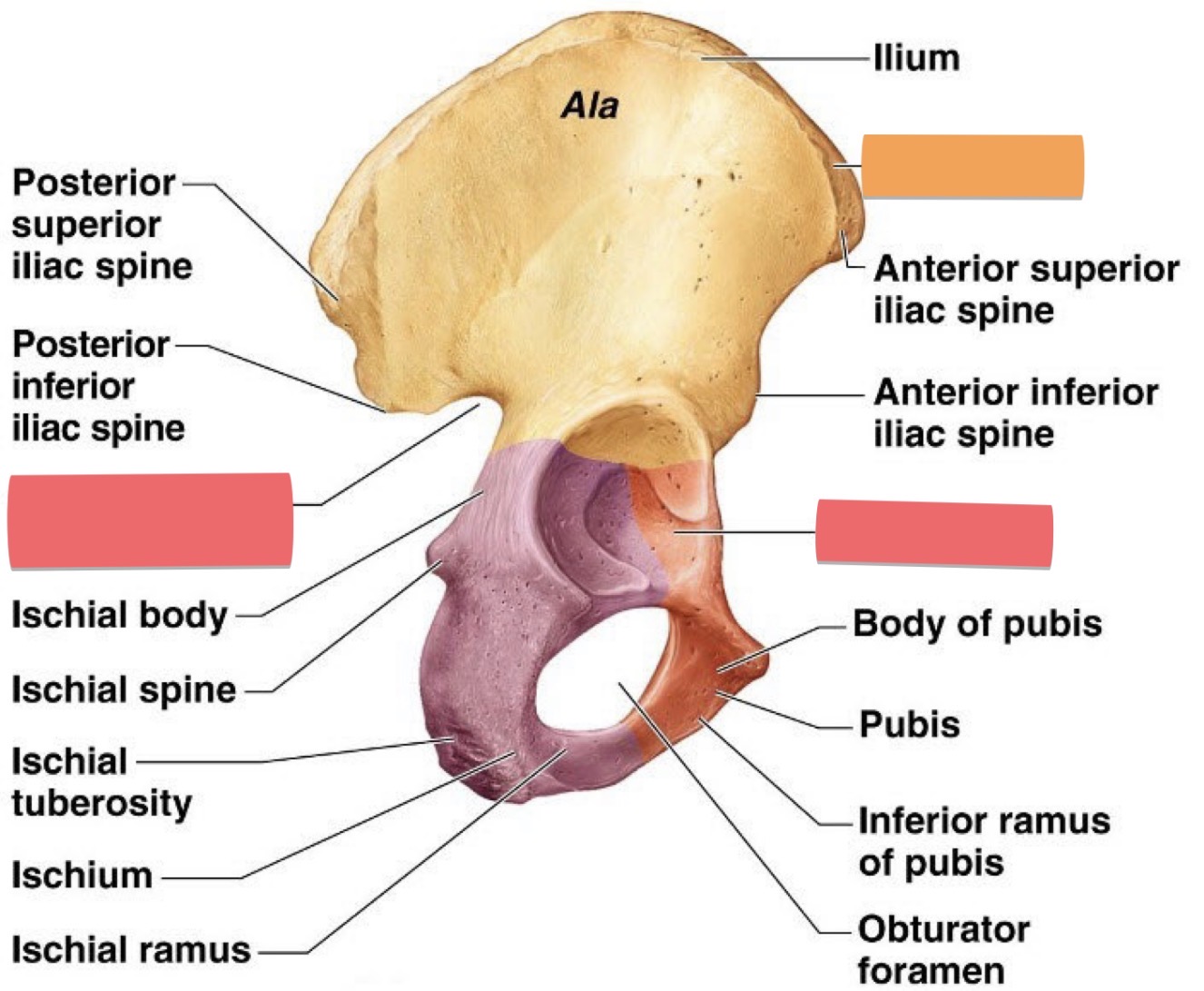 <p>Iliac Crest (Ilium)</p>