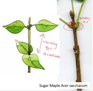 <p>2 leaves per node, decussate is successive leaf pairs are at a 90-degree angle</p>