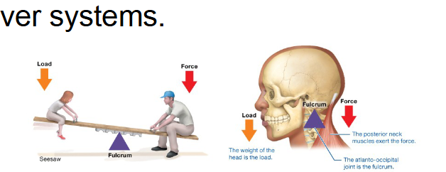 <p><span style="background-color: transparent;">Seesaw,&nbsp;load joint then Force</span></p><p><span style="background-color: transparent;">Joint between tension generated by muscle and weight of body part</span></p><p><span style="background-color: transparent;">Ex. atlanto-occipital joint (neck joint)</span></p>