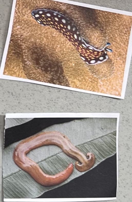 <p>Phylum : Platyhelminthes </p>