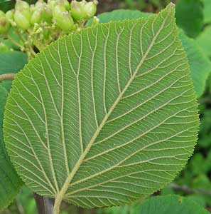 <p>Leaf venation</p>