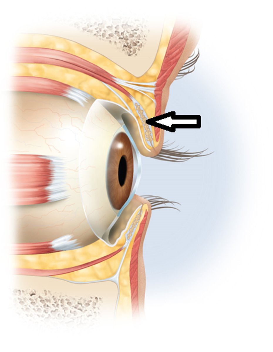 <p>-lubricate eyes</p><p>-secrete lipids for tears</p>