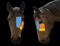 <p>What are the different colors telling you about paranasal sinuses in horses</p>