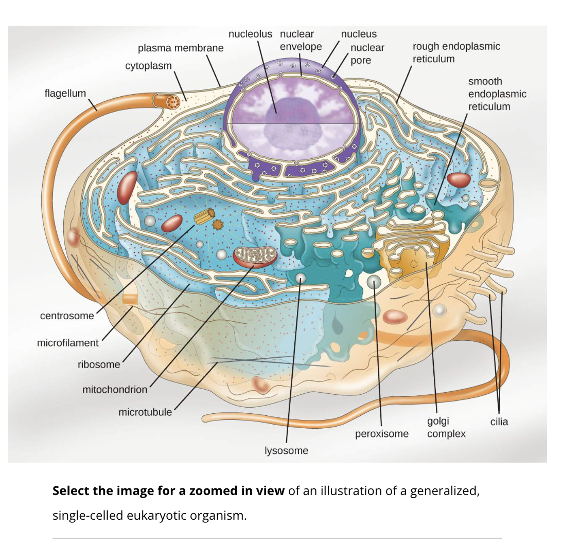 <p>Eukaryotic cells</p>