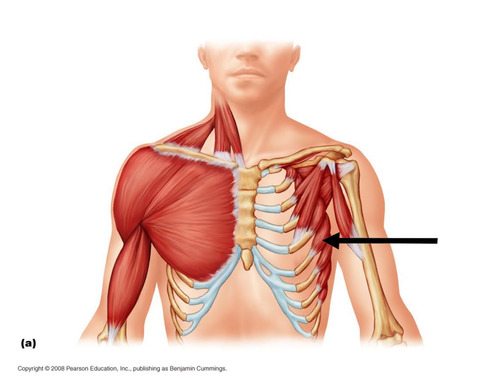 <p>pectoral girdle</p>