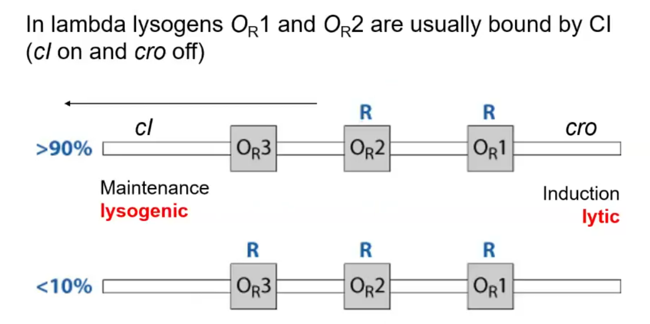 <p>There are three main operator sites that the CI protein can bind to, O<sub>R</sub>2 and O<sub>R</sub>1. Binding to these sites blocks the cro protein from being produced, which would start the lytic pathway. O<sub>R</sub>3 has a much lower binding affinity to CI and is upstream of the CI protein itself. If the concentration of CI protein in the cell becomes too high, then CI will be able to bind to O<sub>R</sub>3, which acts as a repressor, so it blocks RNAP from binding to the promoter and causing more expression of the CI gene, thus regulating its concentration in the cell.</p>