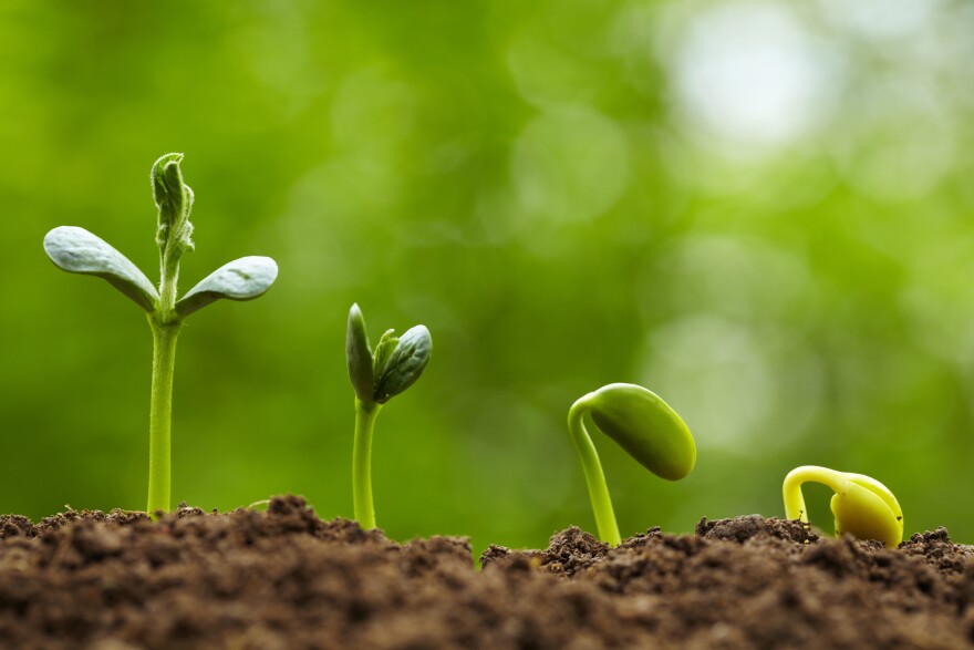 <p>grow</p>