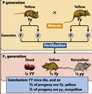 <p>When the two mice mate together, they have offspring with one YY (lethality), two Yy, and one yy. What are the percentages of getting those offspring?</p>
